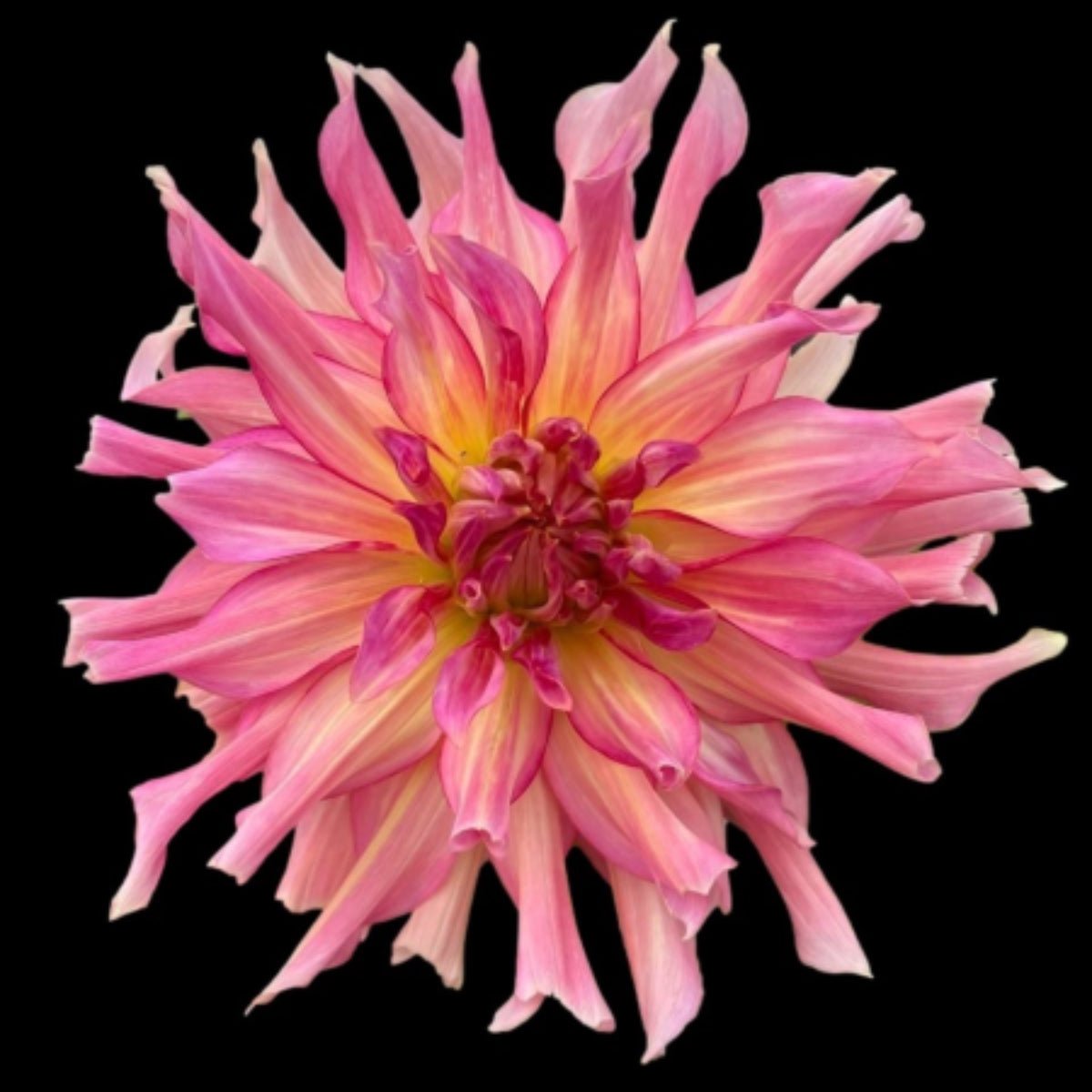 Dahlia ‘Penhill Watermelon’ Tuber | Giant Pink Dinnerplate Dahlia - Oldboy&