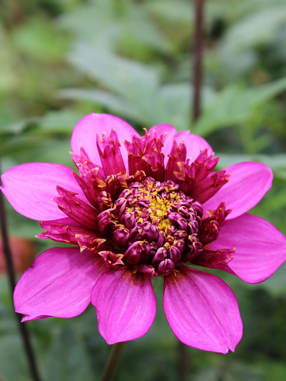 Dahlia ‘Purex’ – Hot Pink Anemone - Type Blooms with Pincushion Centre - Oldboy&