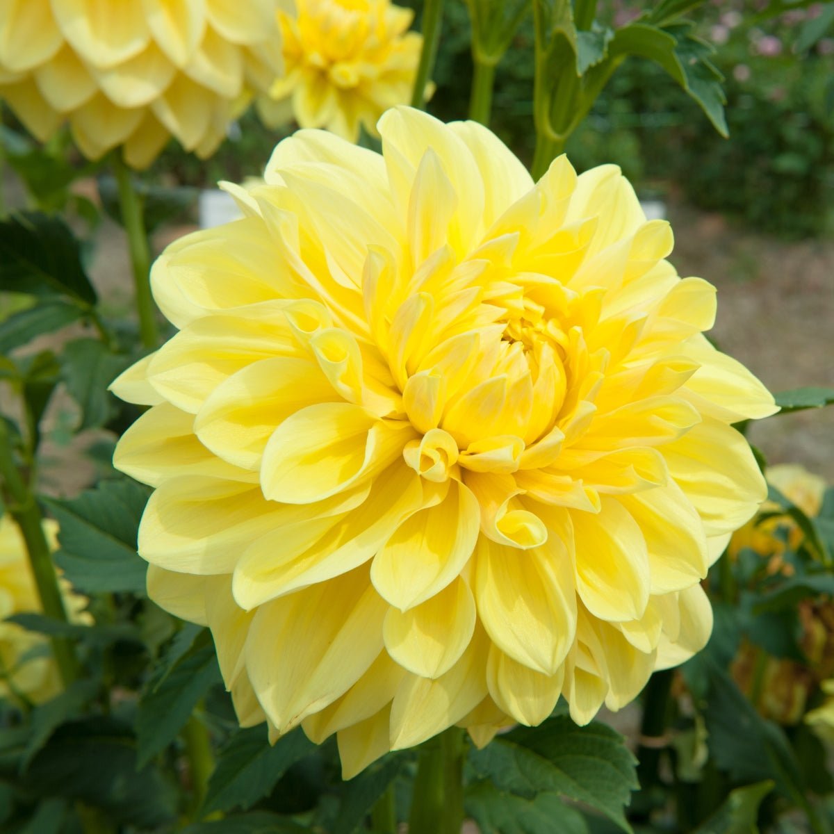 Dahlia ‘Sahara’ Tuber | Warm Yellow Ball Dahlia with Apricot Blush - Oldboy&