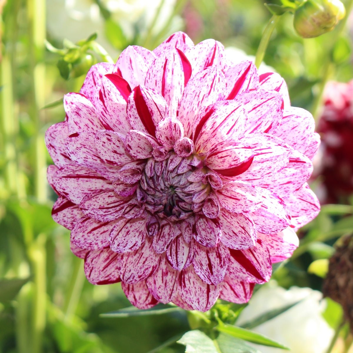 Dahlia ‘Wine Dot’ Tuber | Speckled Pink and Burgundy Dahlia - Oldboy&