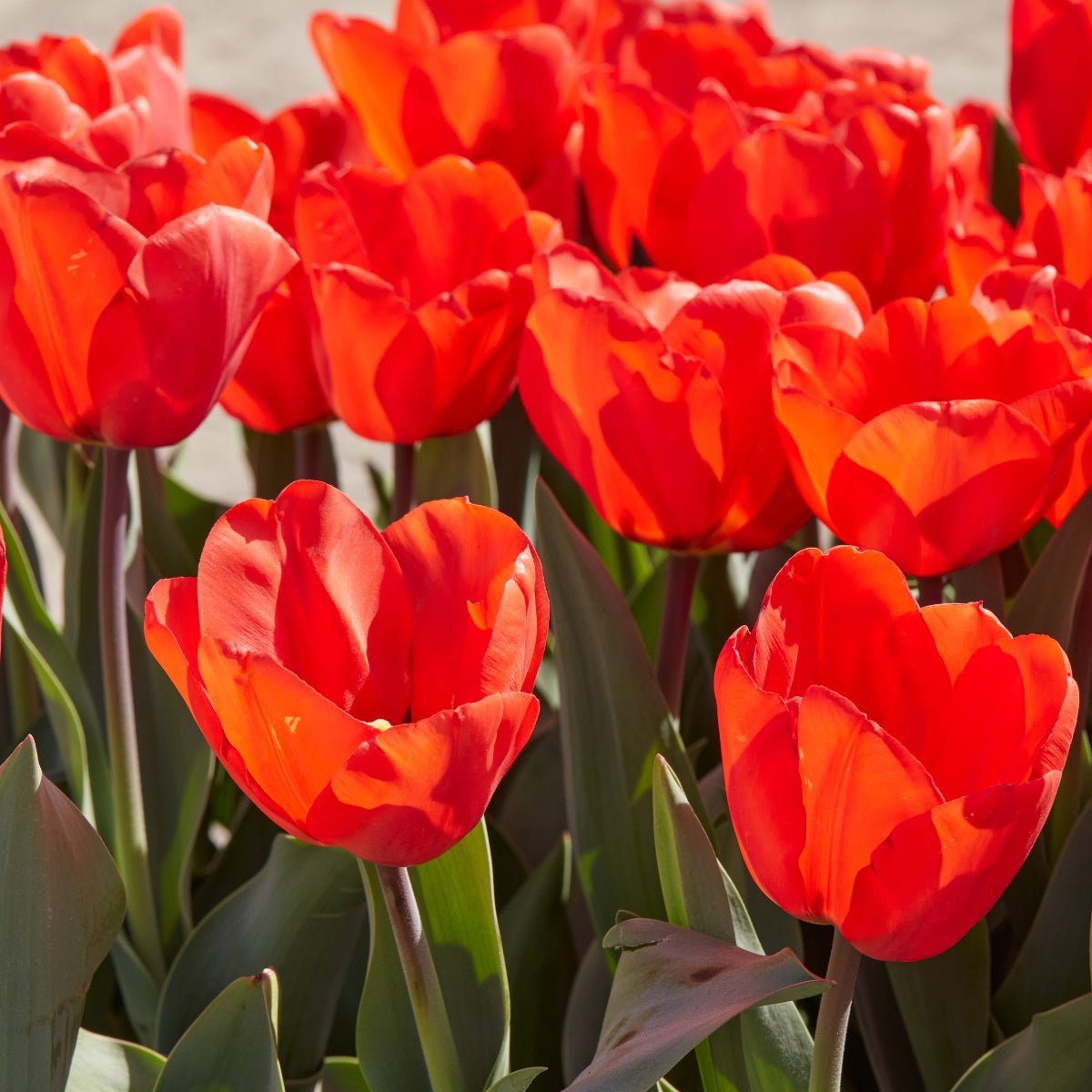 Darwin Tulip ‘Lalibela’ (Tulipa hybrida) – Vibrant Red Blooms - Pre - Order - Oldboy&