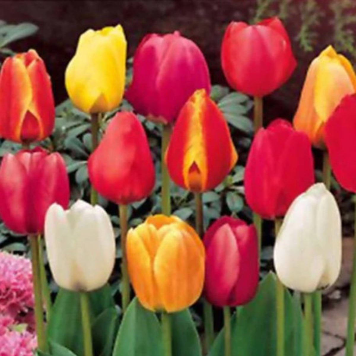 Darwin Tulip Mix (Tulipa hybrida) – Vibrant & Hardy Blooms - Oldboy&