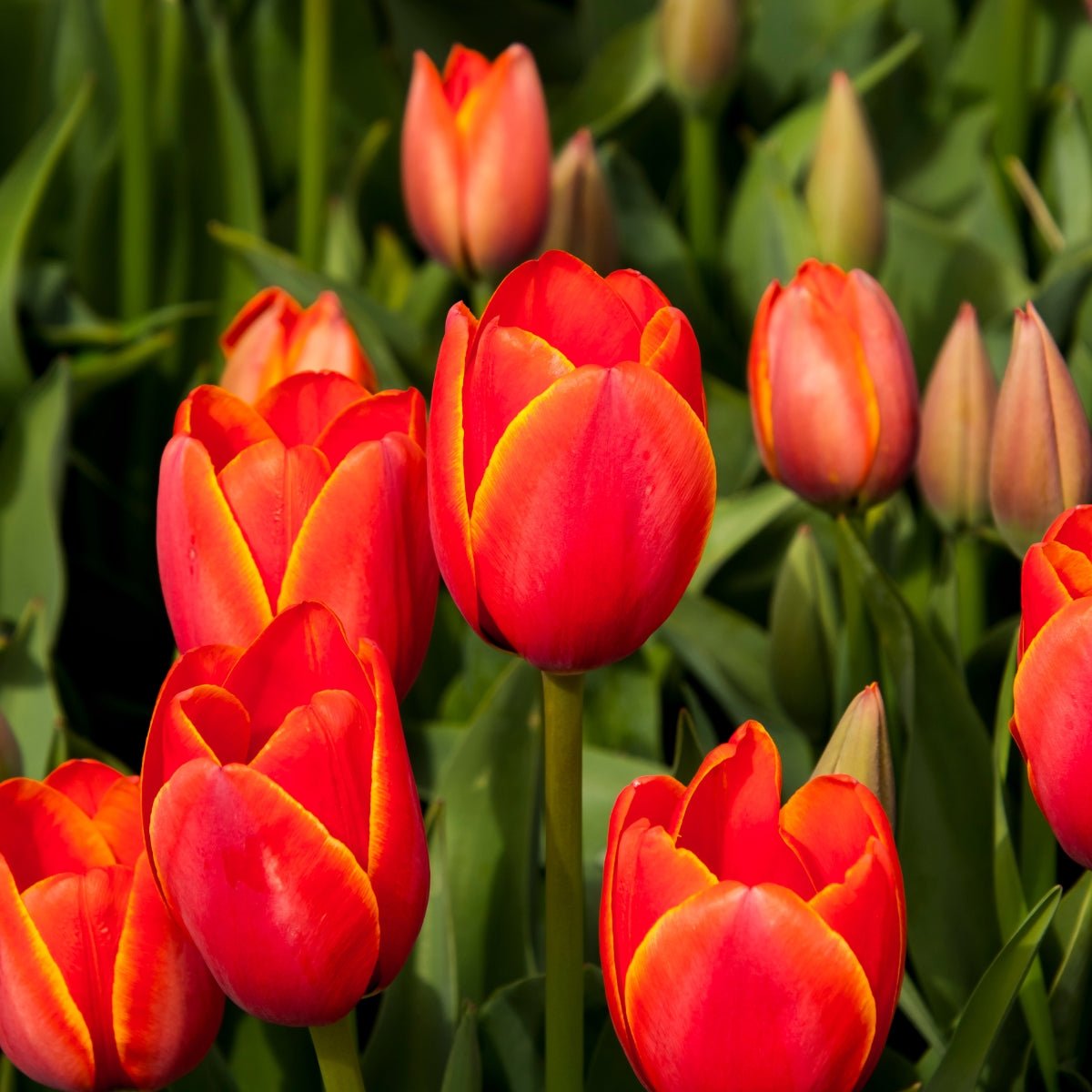 Darwin Tulip ‘World’s Favourite’ (Tulipa hybrida) – Early Orange & Yellow Blooms - Pre - Order - Oldboy&