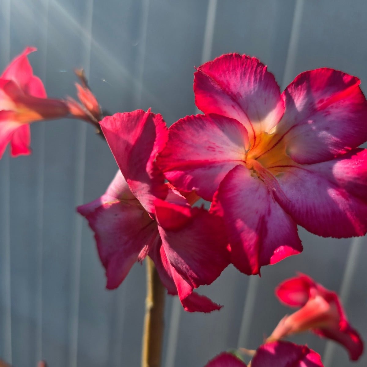 Desert Rose (Adenium obesum) – Bare‑Rooted, Assorted Colours - Oldboy&