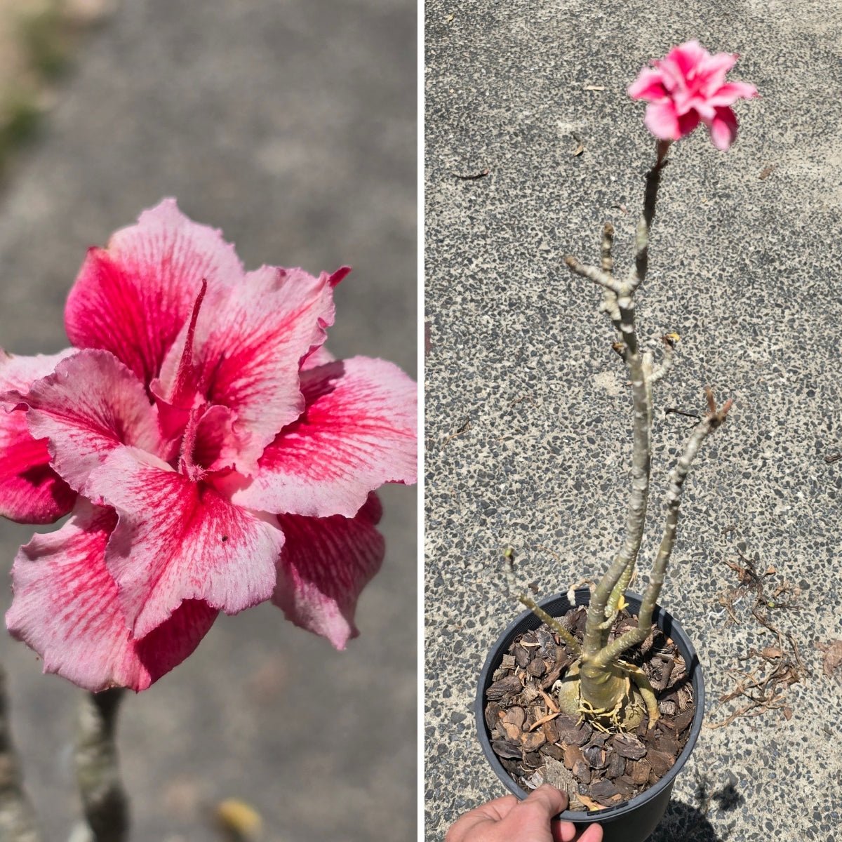 Desert Rose (Adenium obesum) – Bare‑Rooted, Assorted Colours - Oldboy&