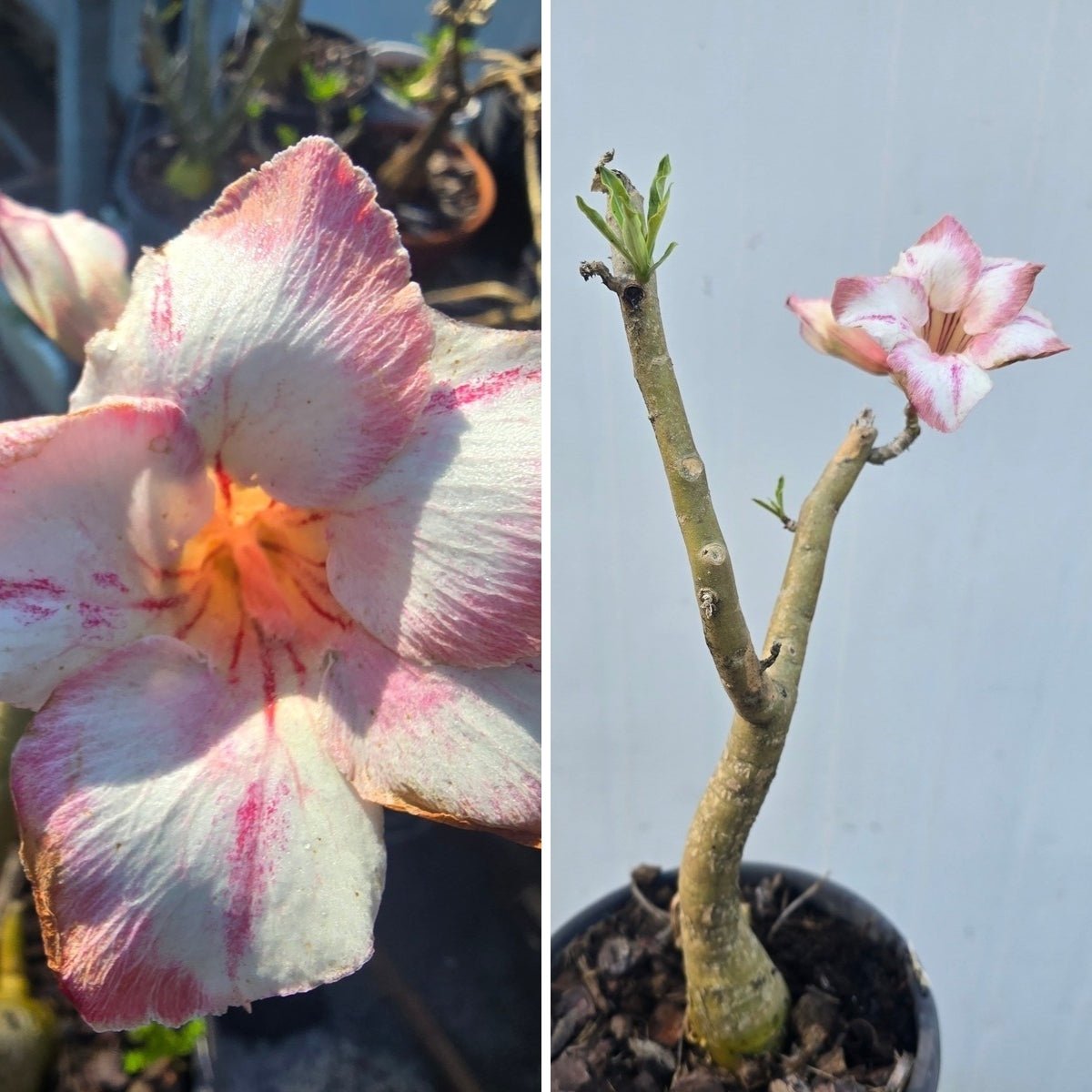 Desert Rose (Adenium obesum) – Bare‑Rooted, Assorted Colours - Oldboy&
