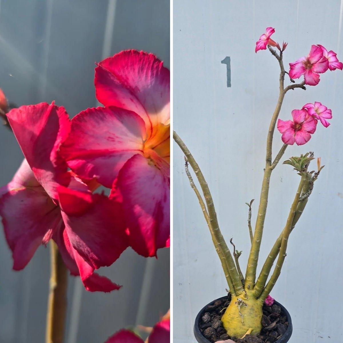 Desert Rose (Adenium obesum) – Bare‑Rooted, Assorted Colours - Oldboy&