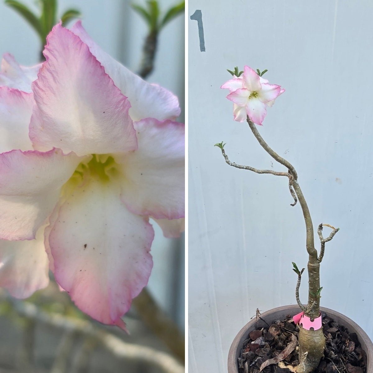 Desert Rose (Adenium obesum) – Bare‑Rooted, Assorted Colours - Oldboy&