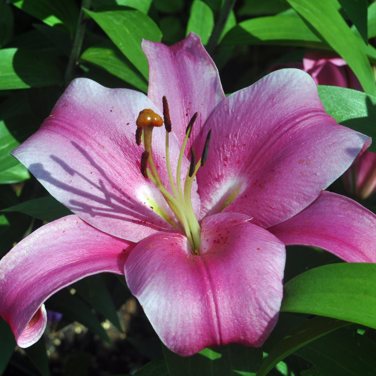 Donato - Oriental Trumpet Lily – Lilium Hybrid - Oldboy&