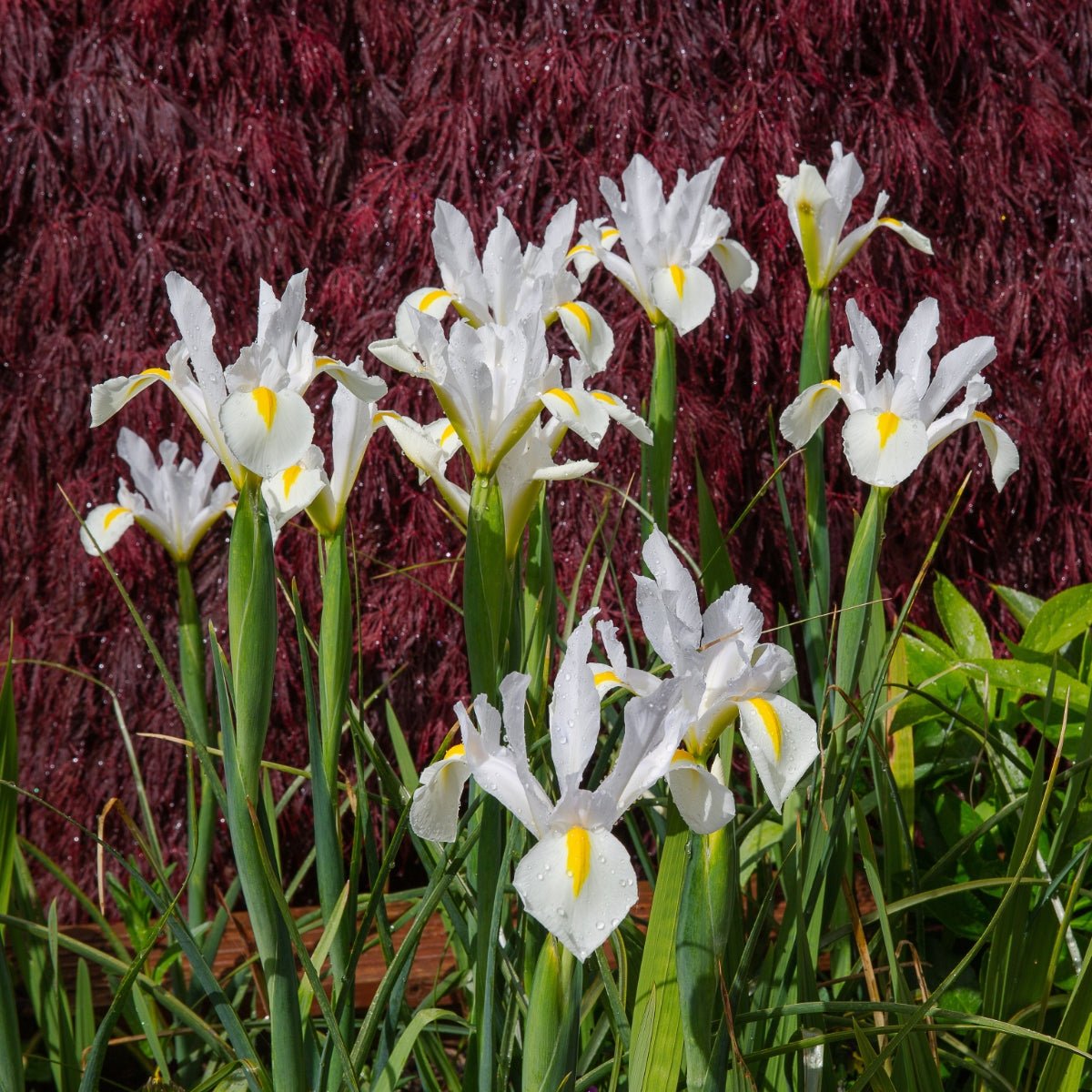 Dutch Iris &