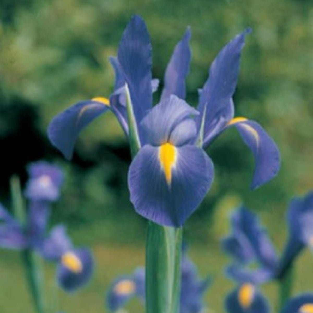 Dutch Iris (Iris x hybrid) – Elegant Spring Blooms - Oldboy&