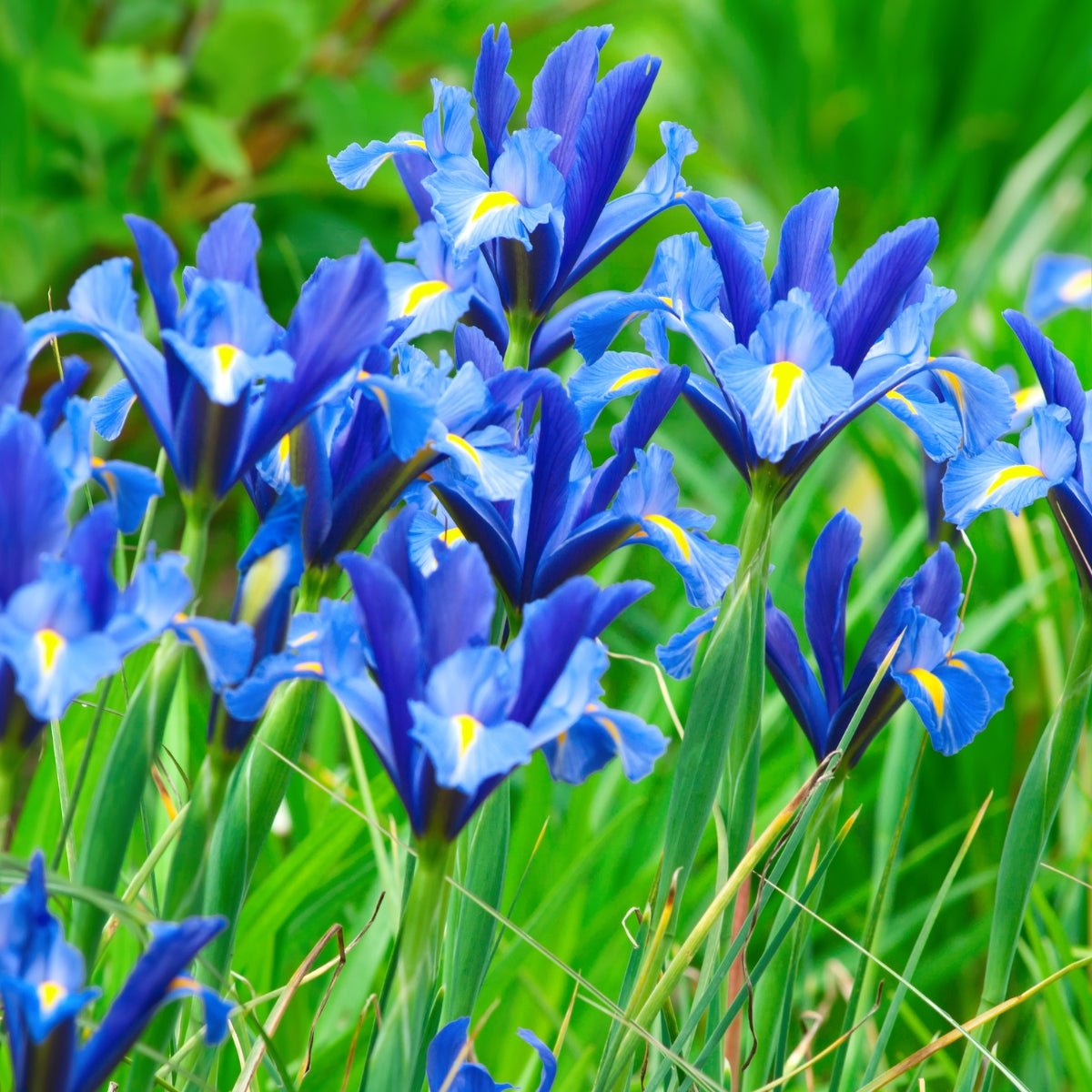 Dutch Iris (Iris x hybrid) – Elegant Spring Blooms - Oldboy&