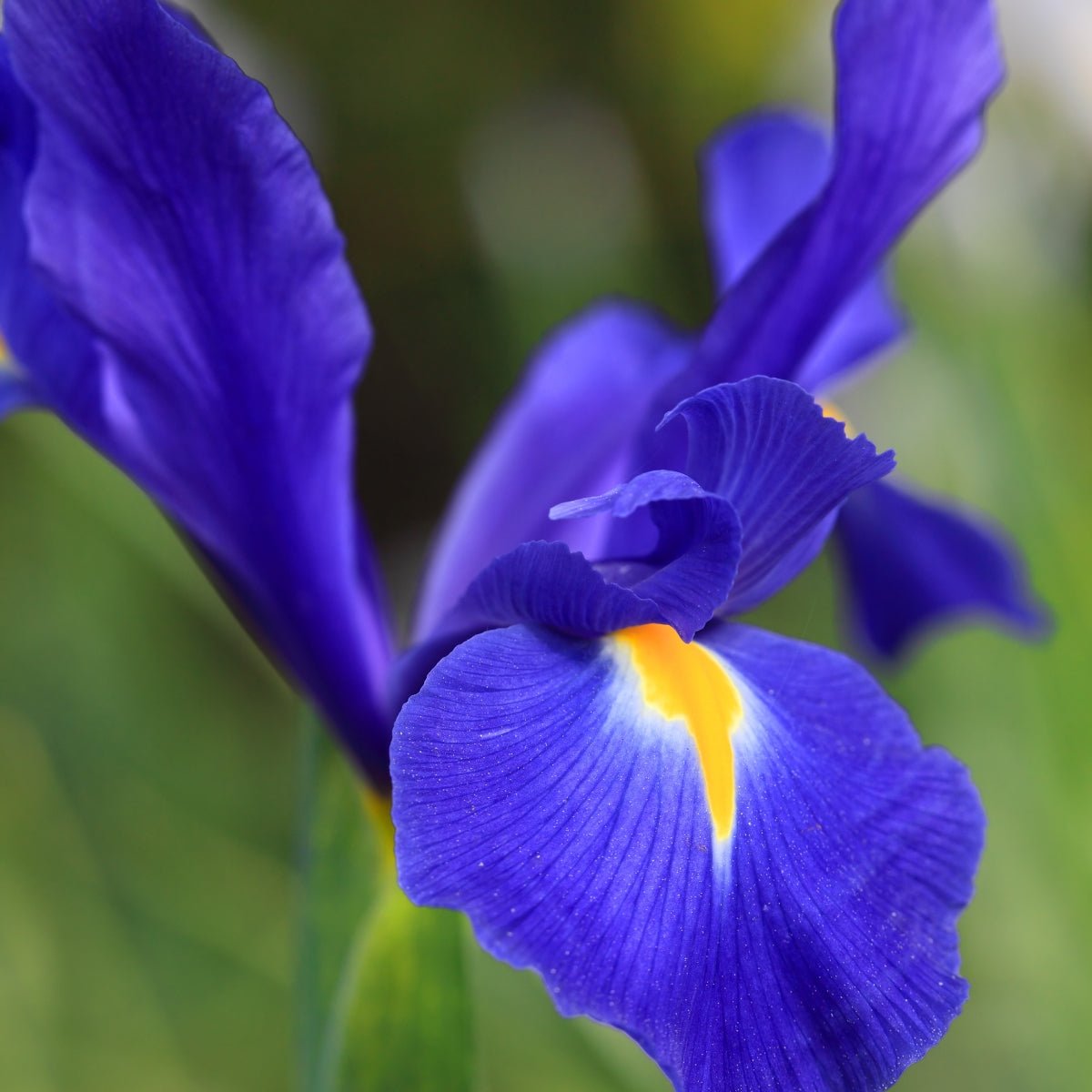 Dutch Iris &