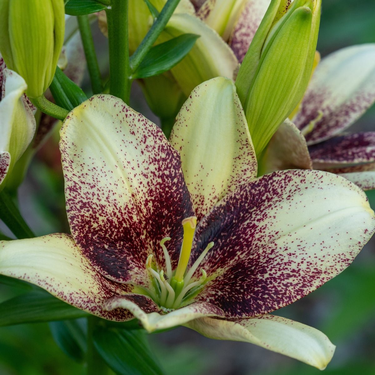Easy Spot Pollen‑Free Asiatic Lily Bulb – Creamy Petals with Maroon Spots - Oldboy&