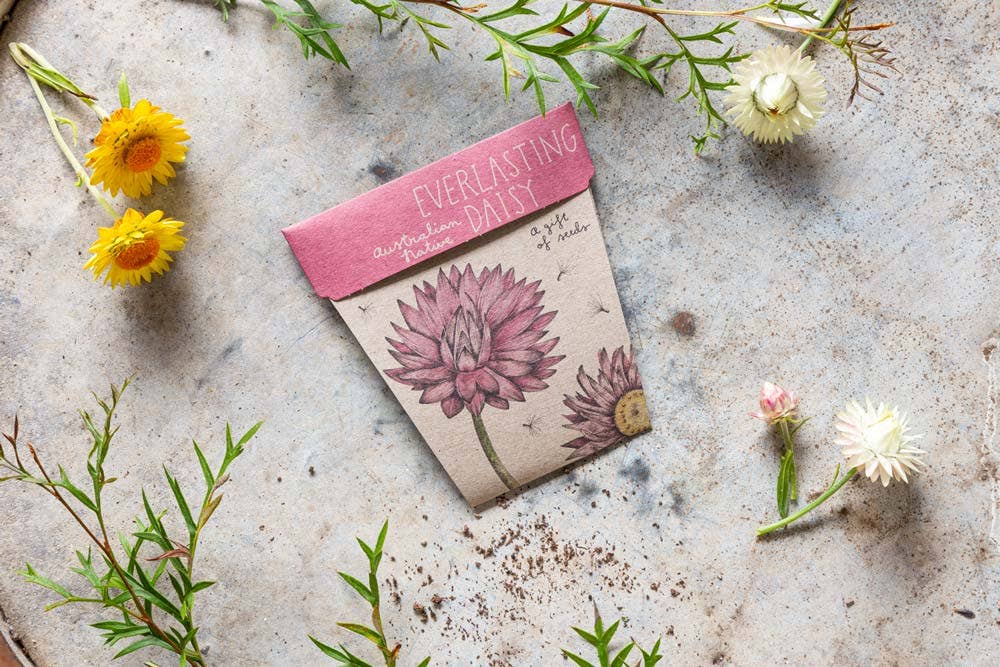 Everlasting Daisy Gift of Seeds – Native Aussie Paper Blooms 💌🌼 - Oldboy&