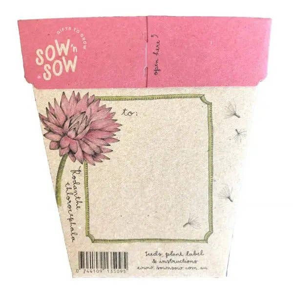 Everlasting Daisy Gift of Seeds – Native Aussie Paper Blooms 💌🌼 - Oldboy&