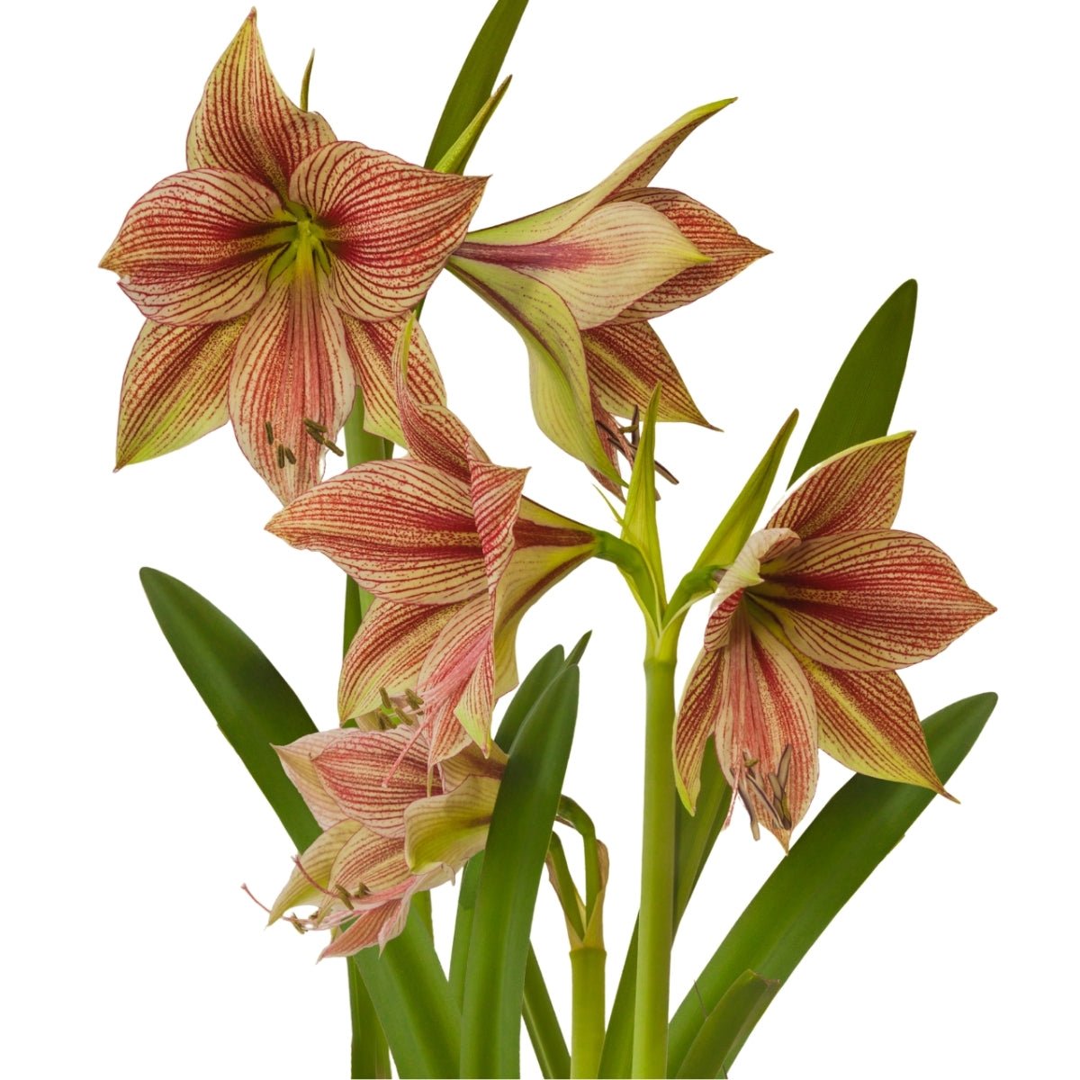 Exotic Star Hippeastrum Bulb | Amaryllis – Green & Raspberry Blooms - Oldboy&