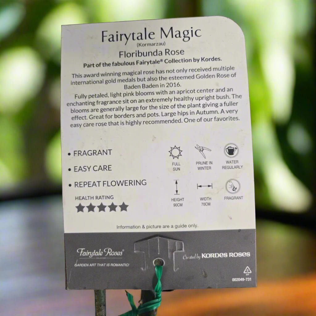 Fairytale Magic™ – Premium - Floribunda Rose by Kordes - Oldboy&