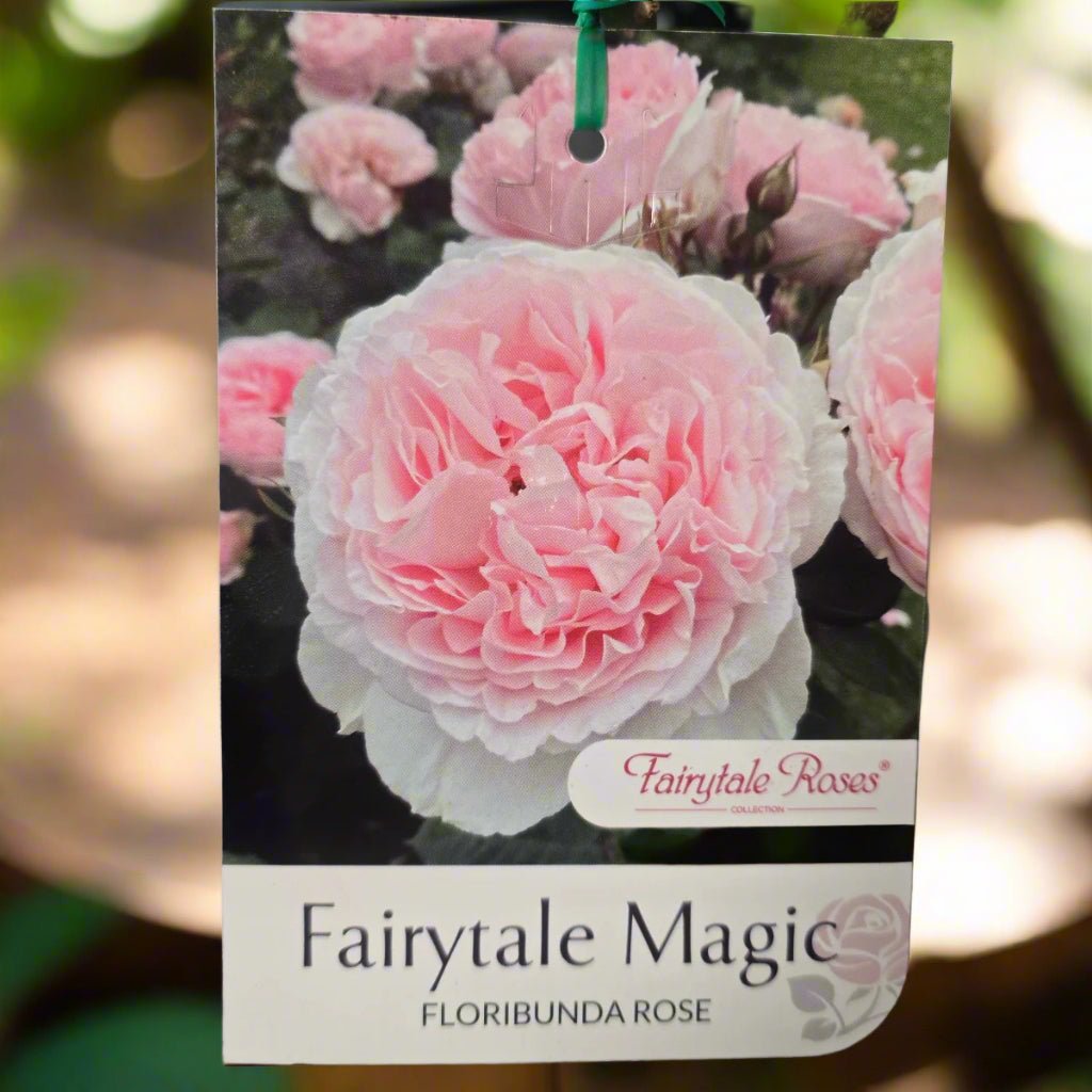 Fairytale Magic™ – Premium - Floribunda Rose by Kordes - Oldboy&