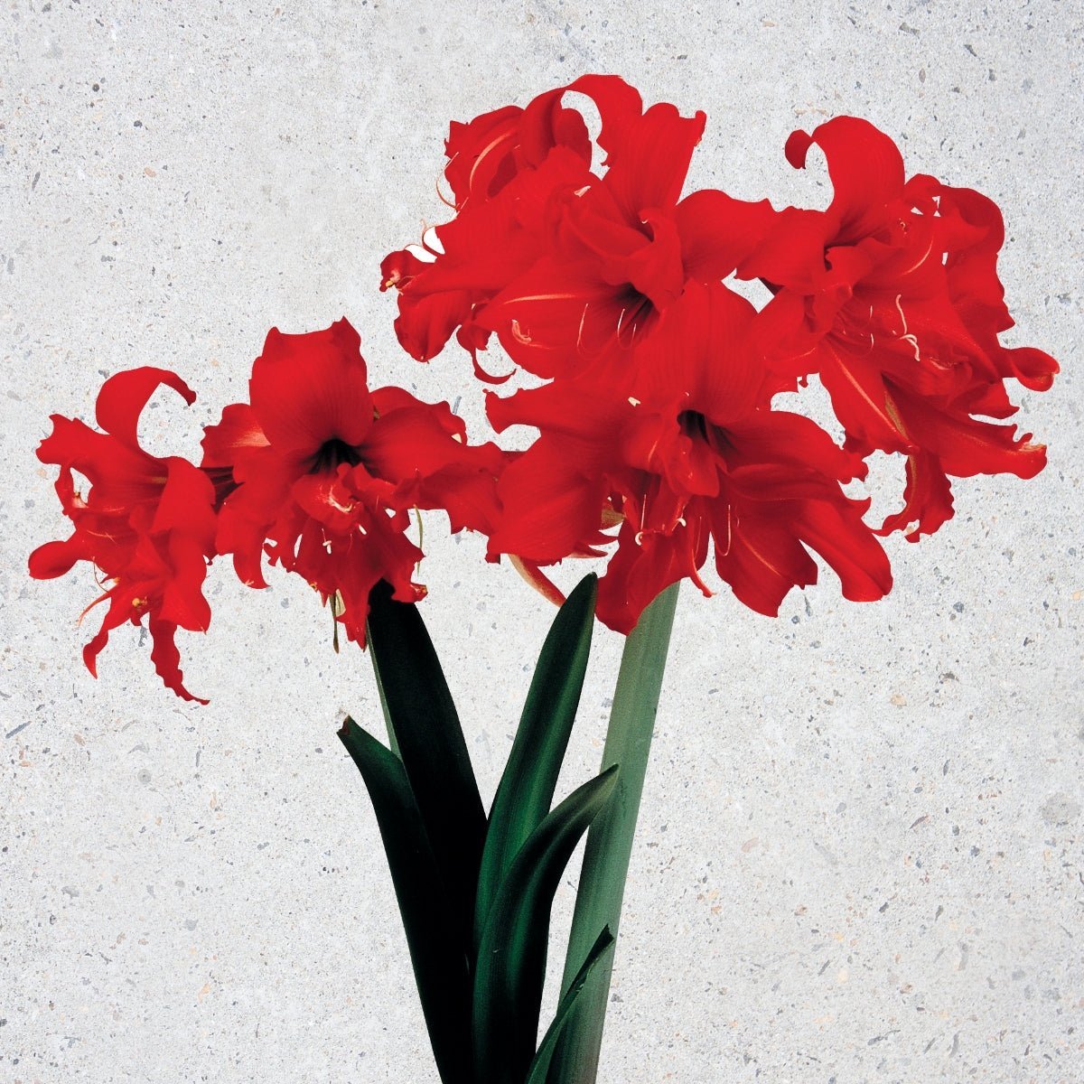Fanfare - Hippeastrums | Amaryllis - Pre - order - Oldboy&