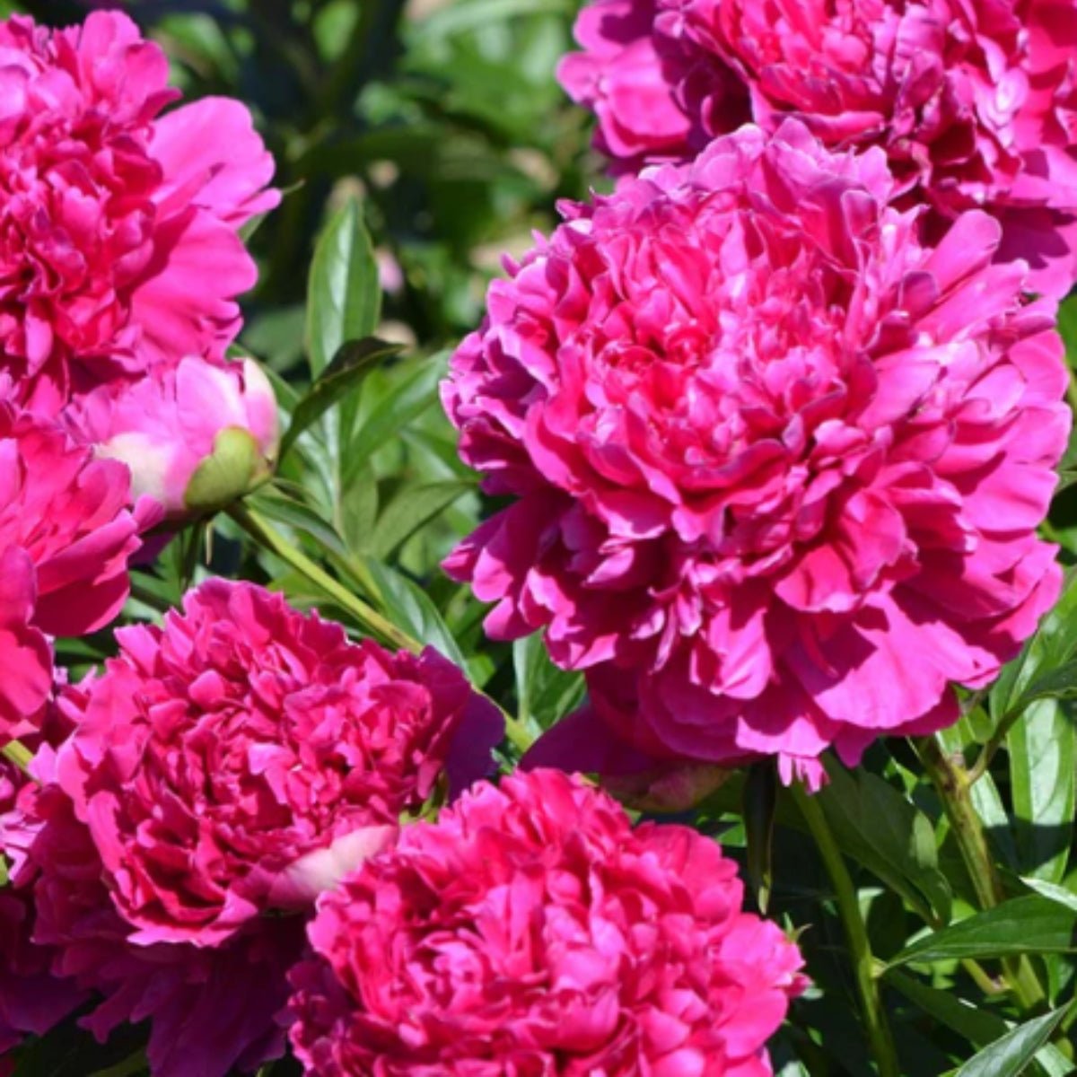Felix Supreme – Peony – Herbaceous - Paeonia lactiflora - Oldboy&