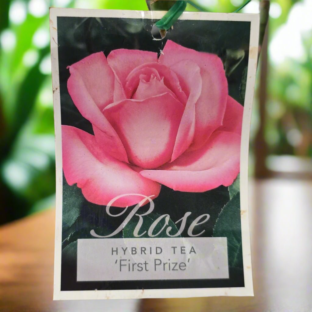 First Prize – General – Hybrid Tea Rose - Oldboy&