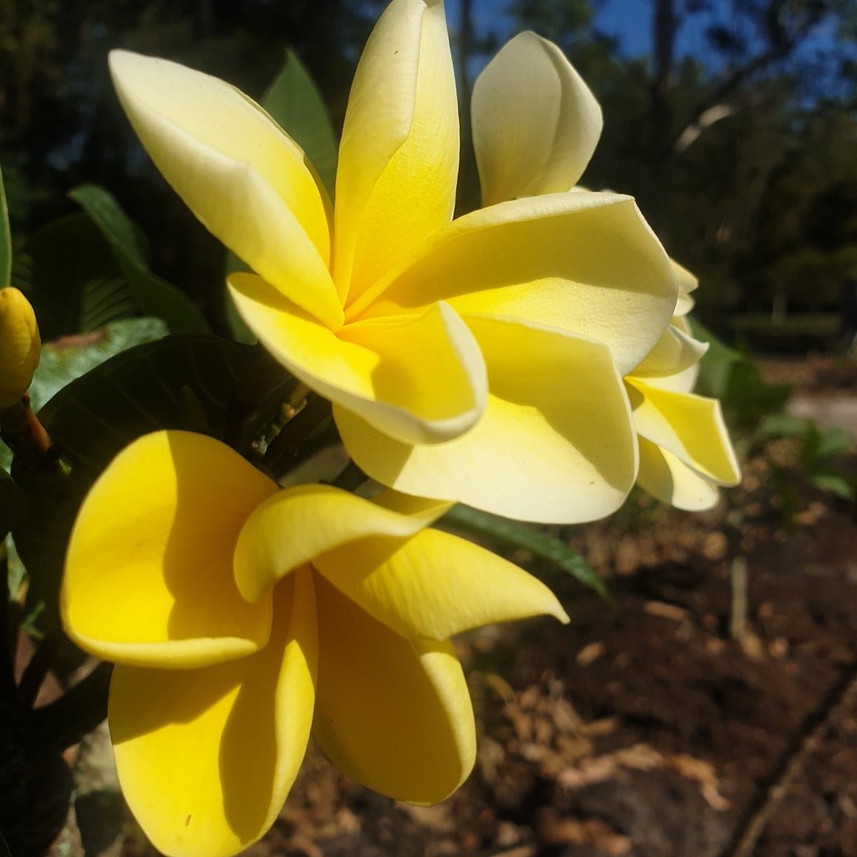 Frangipani (Plumeria Rubra) - Cuttings & Bare-rooted - Oldboy&