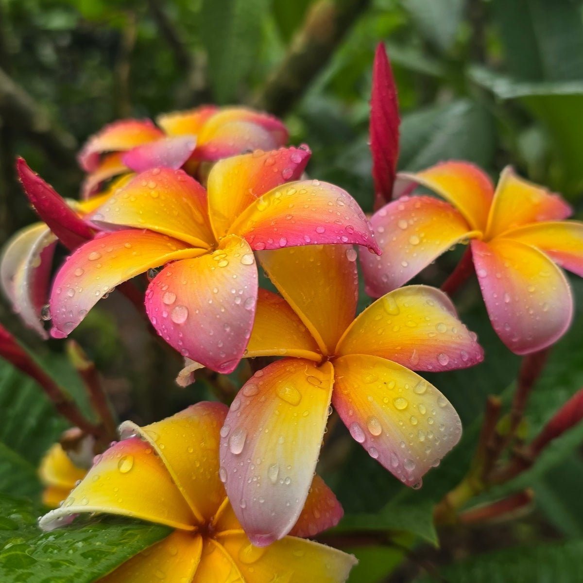 Frangipani (Plumeria Rubra) - Cuttings & Bare-rooted - Oldboy&