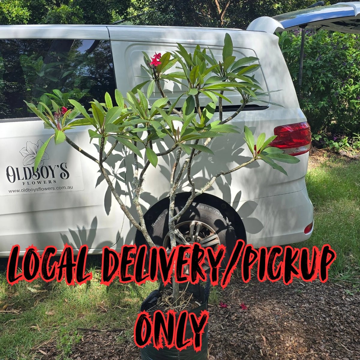 Frangipani (Plumeria Rubra) - Oldboy&