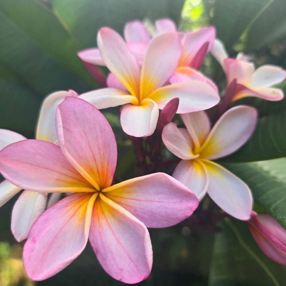 Frangipani (Plumeria Rubra) - Cuttings & Bare-rooted - Oldboy&