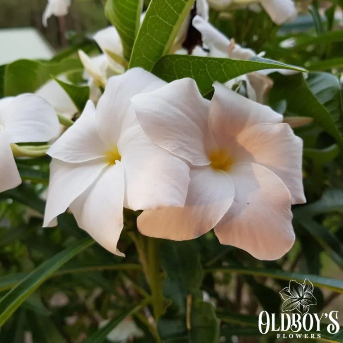 Frangipani (Plumeria Rubra) - Cuttings & Bare - rooted - Oldboy&