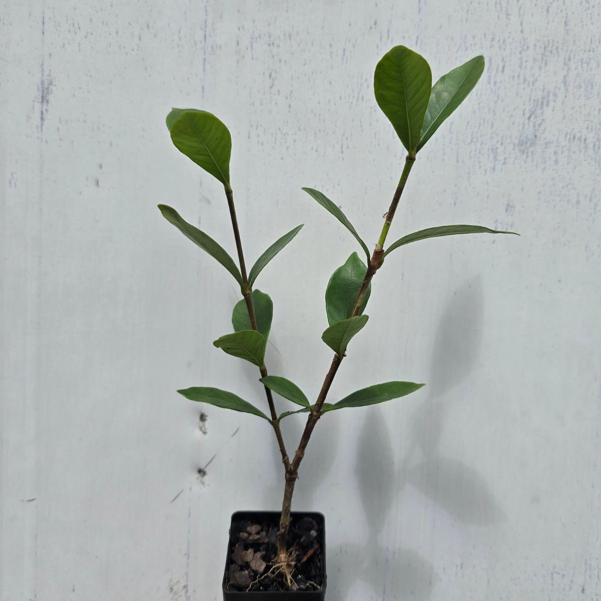 Gardenia ‘Grandiflora Star’ – Elegant Fragrant Star‑Flowering Shrub - Oldboy&