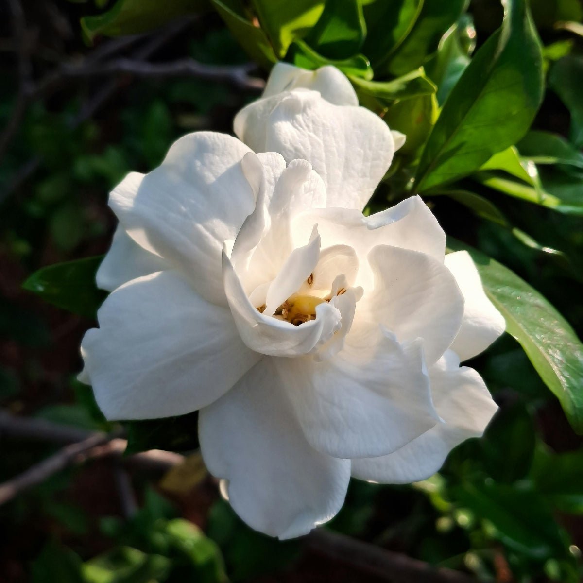 Gardenia magnifica – Elegant Fragrant Flowering Shrub for Australian Gardens - Oldboy&