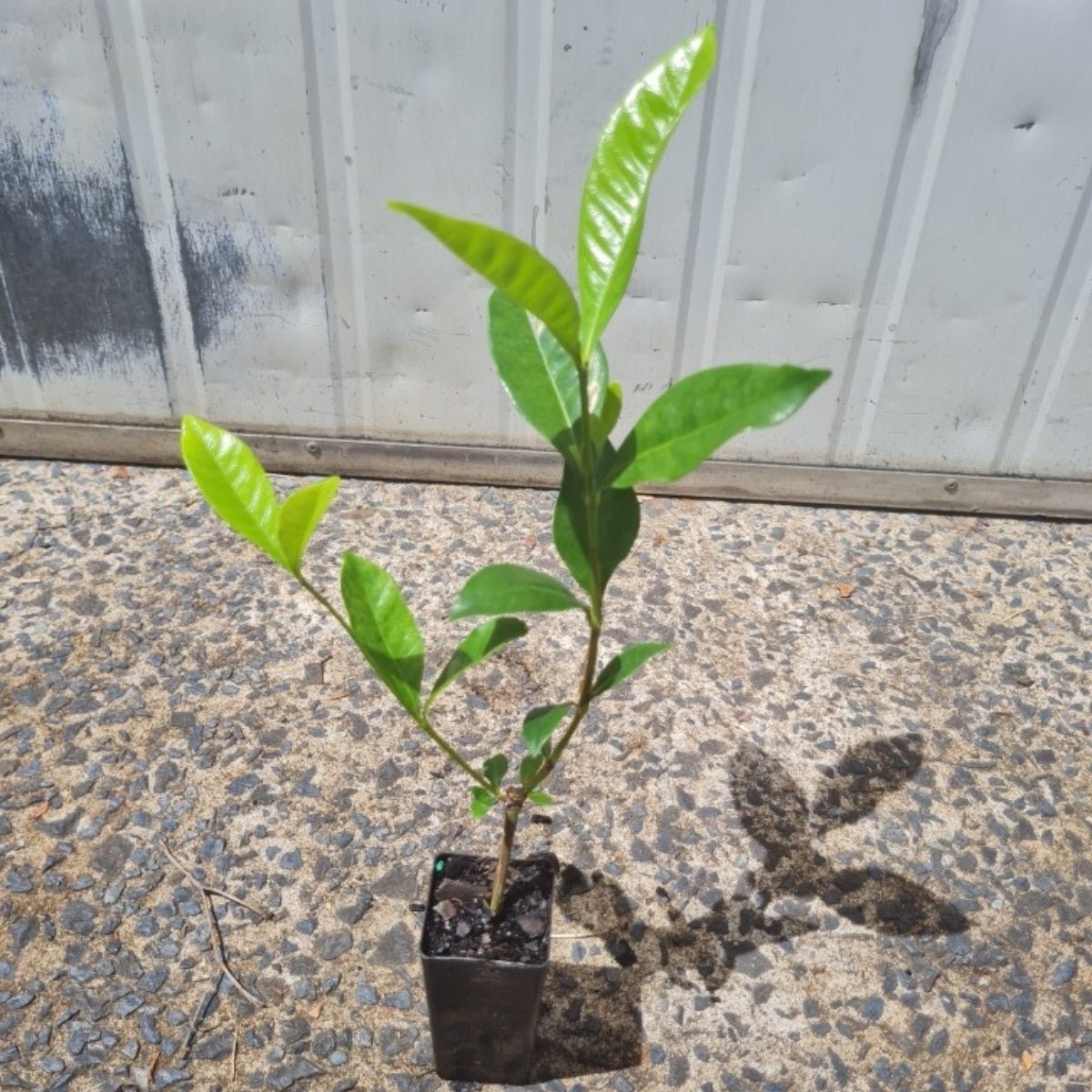 Gardenia magnifica – Elegant Fragrant Flowering Shrub for Australian Gardens - Oldboy&