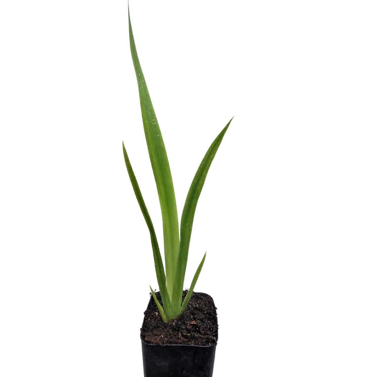 Giant Blue Walking Iris ‘Regina’ | Neomarica caerulea - Oldboy&
