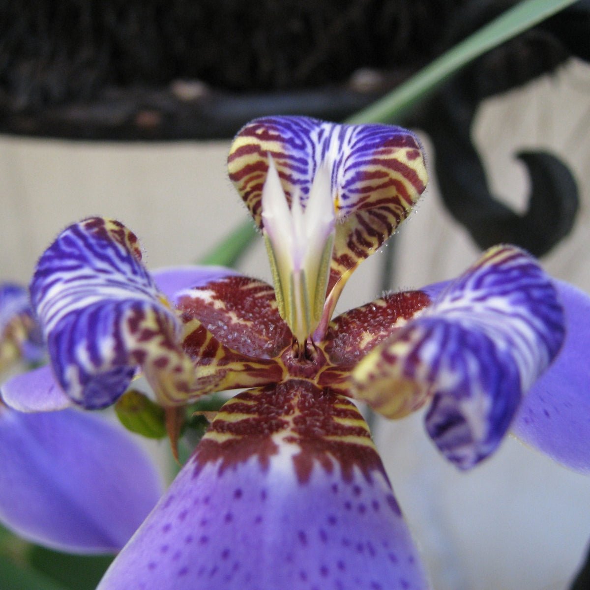 Giant Blue Walking Iris ‘Regina’ | Neomarica caerulea - Oldboy&
