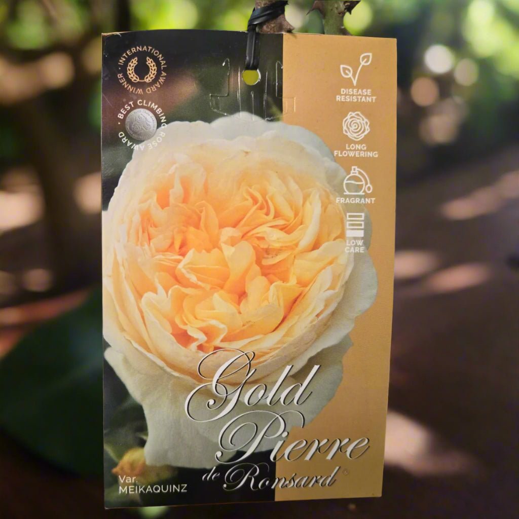 Gold Pierre de Ronsard™ – Premium - Climbing Rose by Meilland - Oldboy&