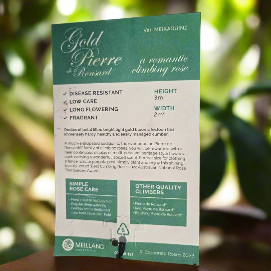 Gold Pierre de Ronsard™ – Premium - Climbing Rose by Meilland - Oldboy&