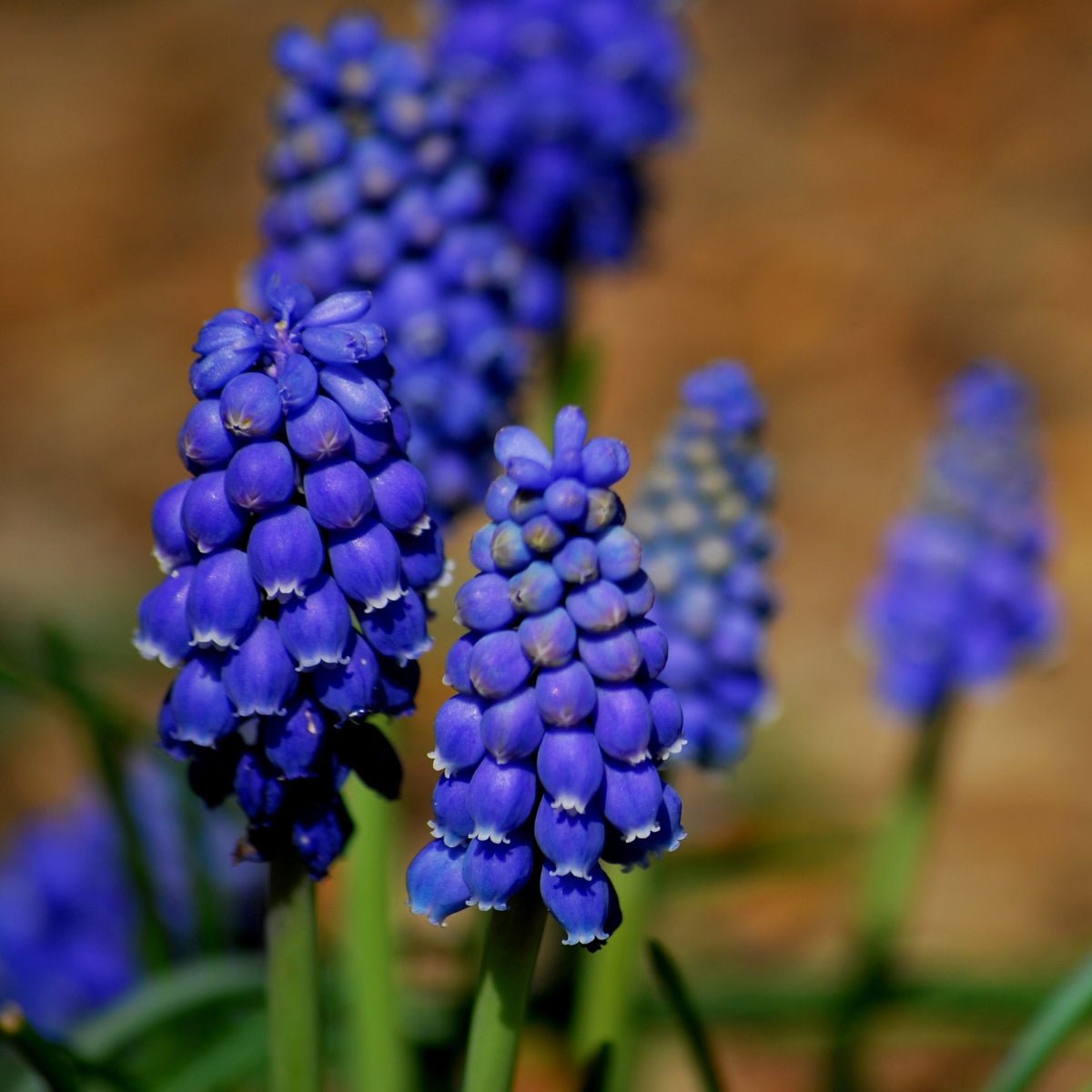 Grape Hyacinth Blue Muscari armeniacum – Spring Flowering Bulb for Pots, Borders & Naturalising - Oldboy&