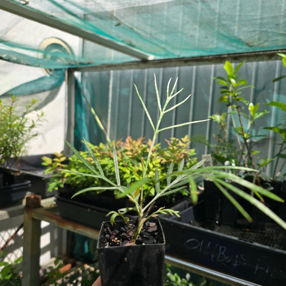 Grevillea &