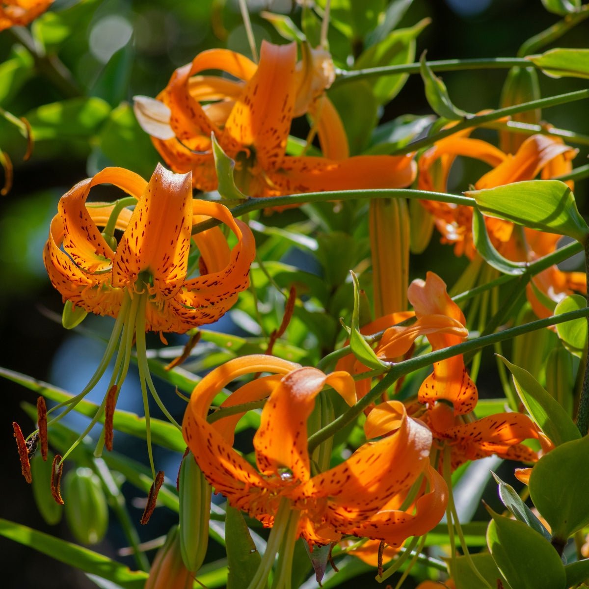 Henryii Lily Bulb – Lilium auratum - Oldboy&