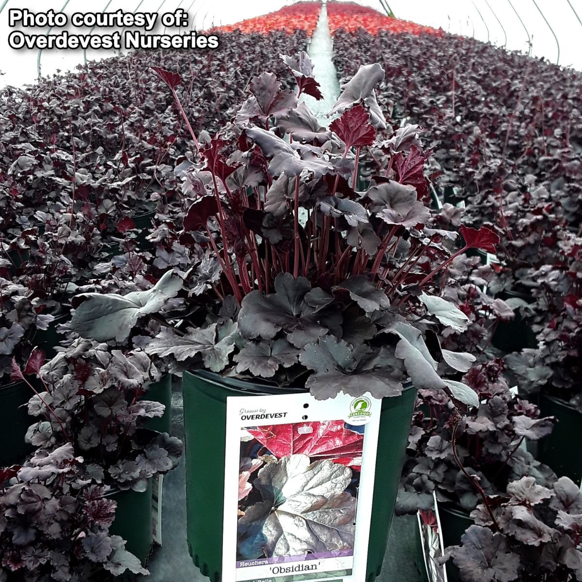 Heuchera &