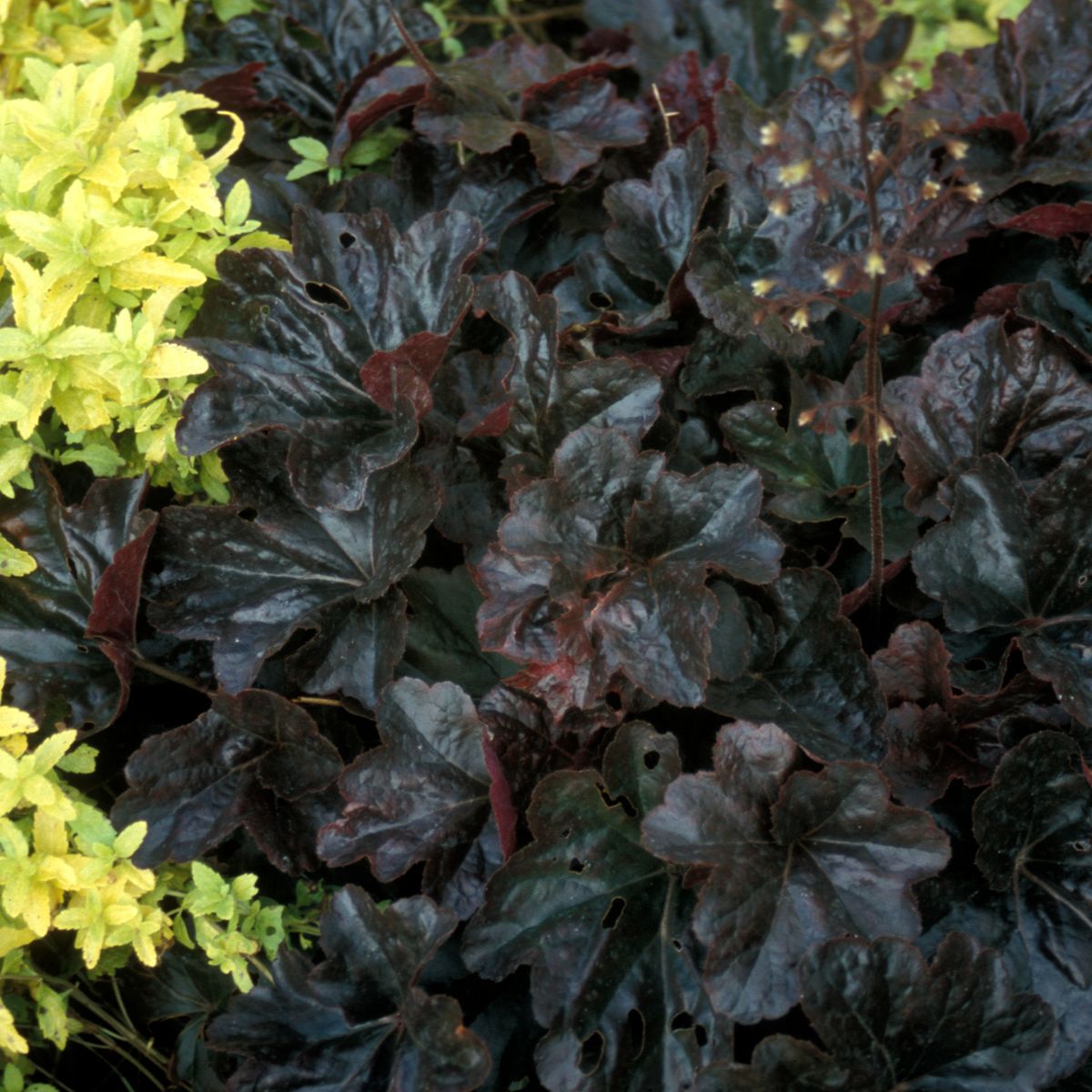 Heuchera &