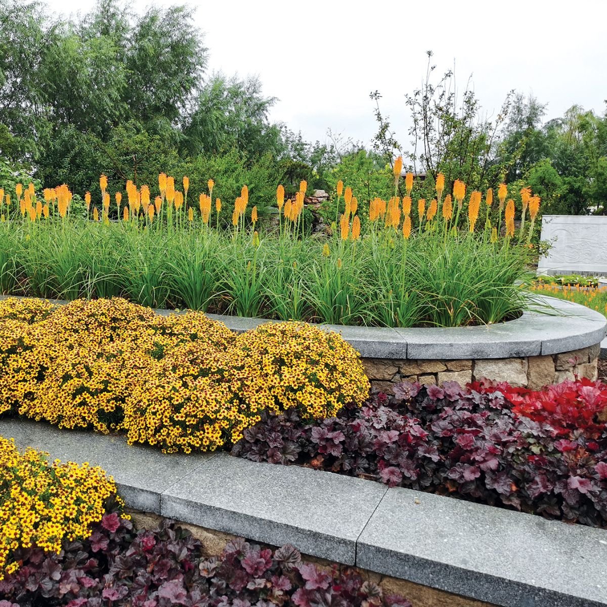 Heuchera &