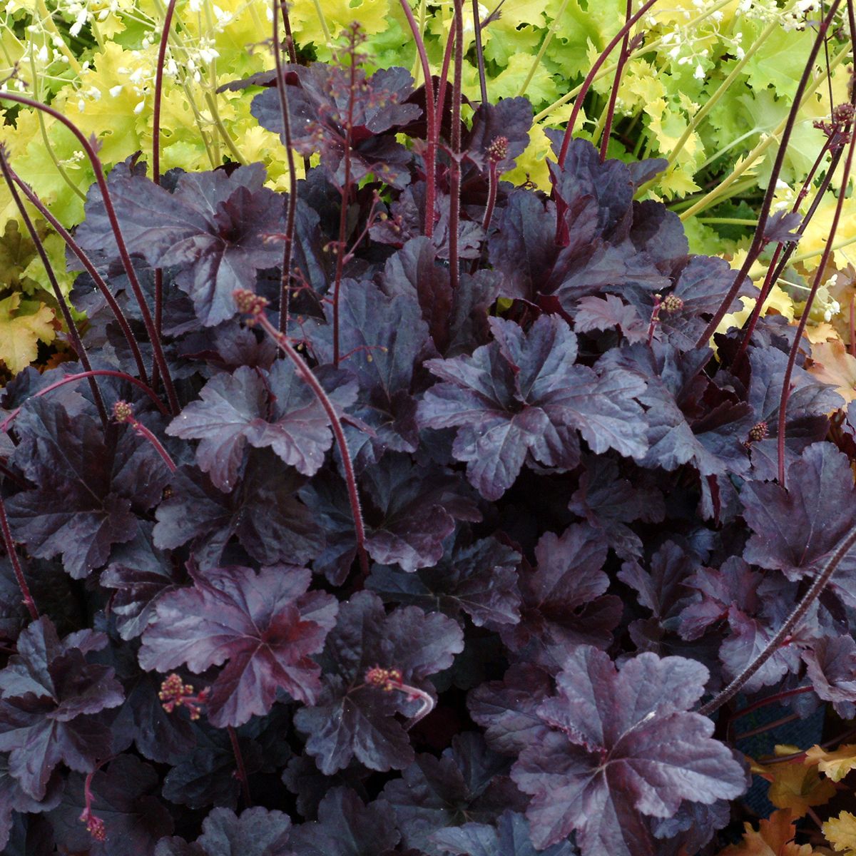 Heuchera &