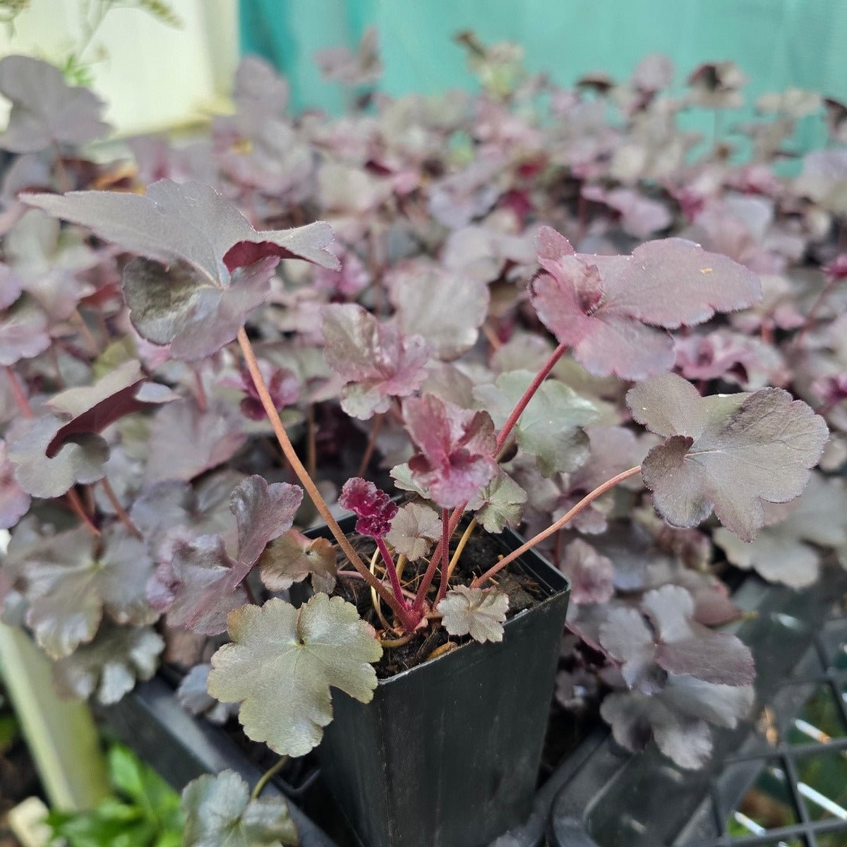 Heuchera &