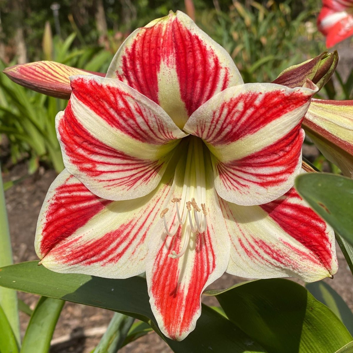 Hippeastrum ‘Ambiance’ – Red - Striped Amaryllis Bulb – Elegant Indoor Display - Oldboy&