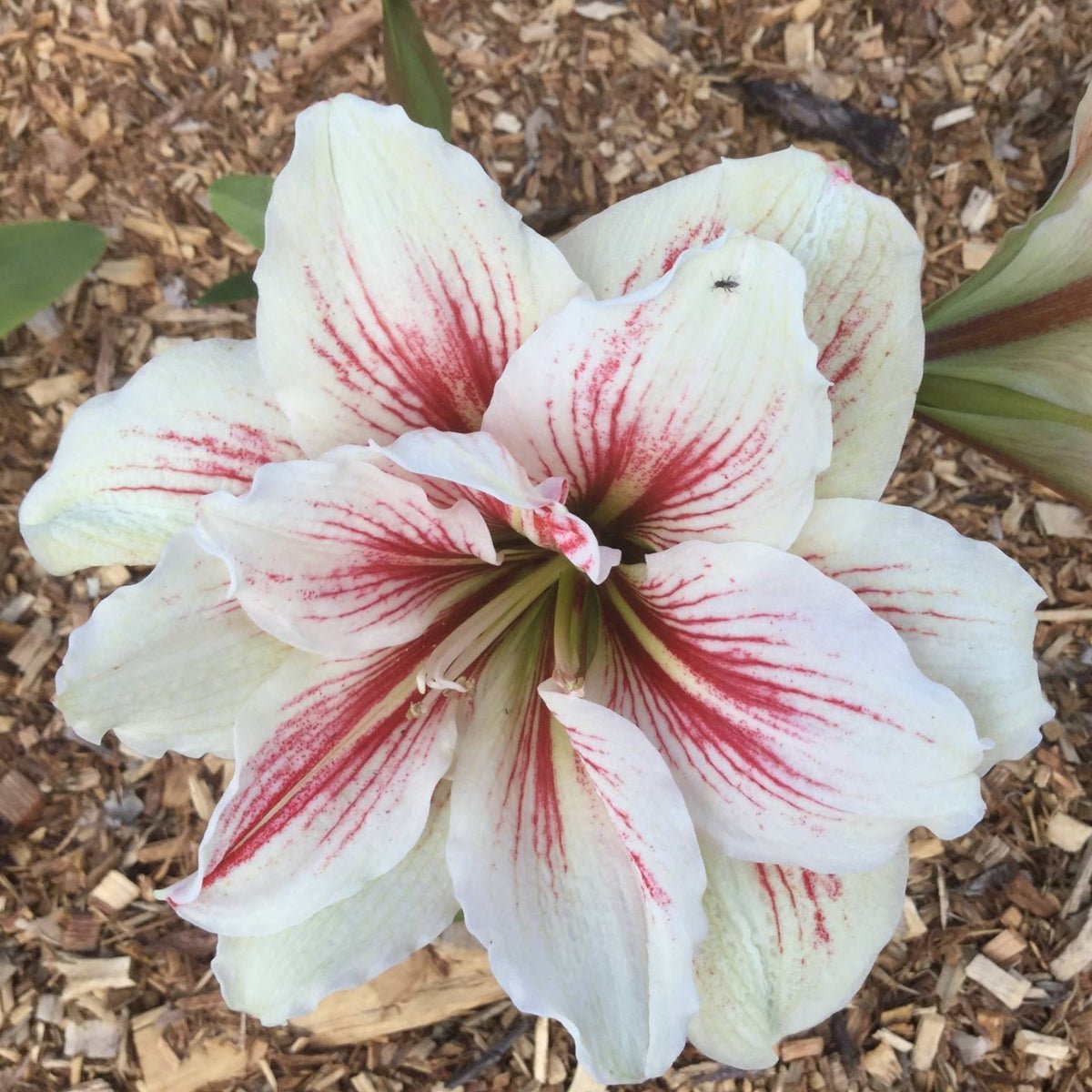 Hippeastrum &