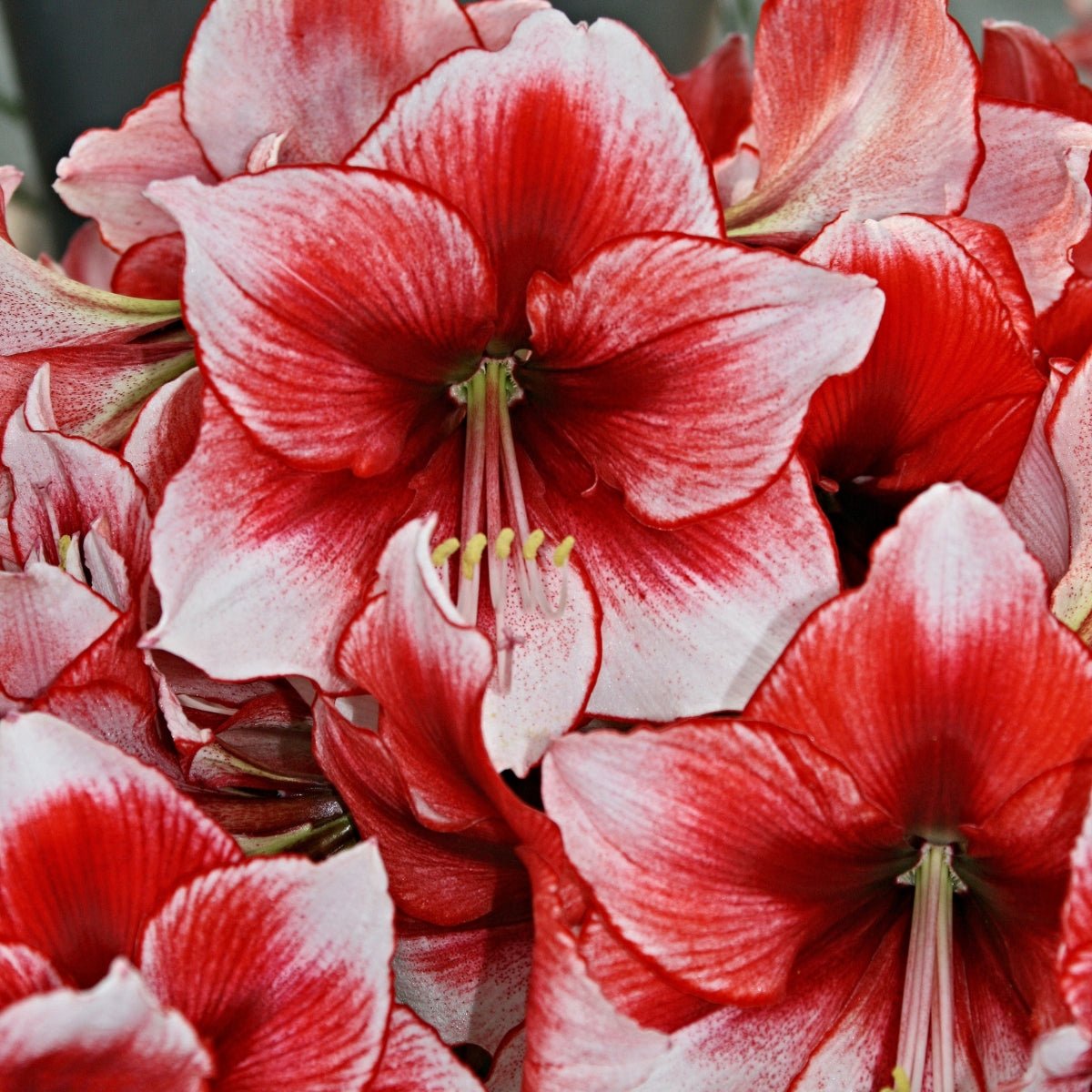 Hippeastrum ‘Charisma’ – Red - Edged Amaryllis Bulbs – Elegant Indoor Blooms - Oldboy&