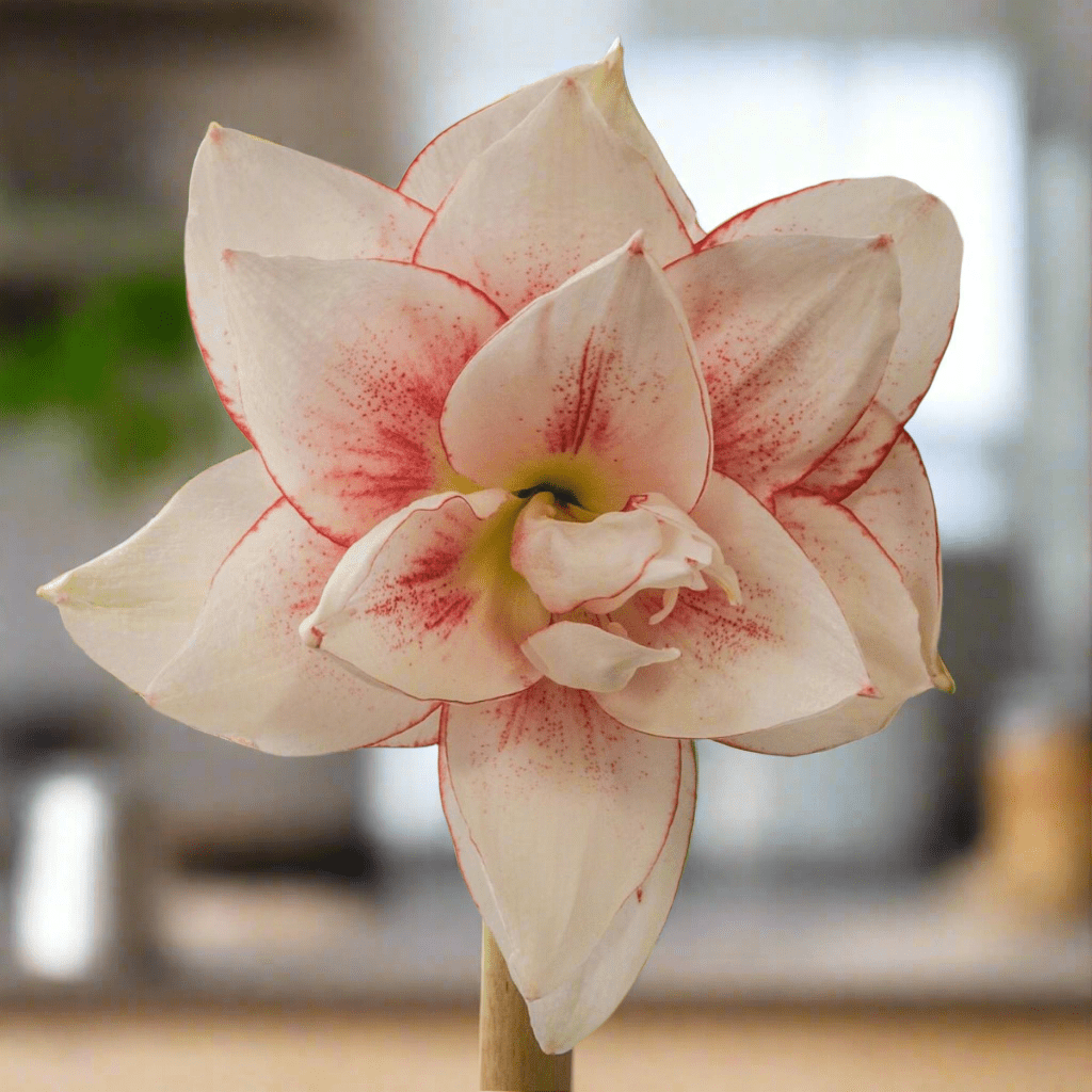 Hippeastrum &